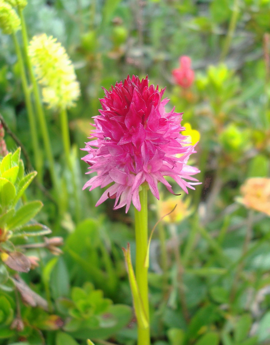 Nigritella rubra 